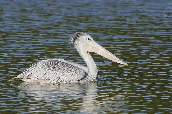 Pink-backed Pelican - in water