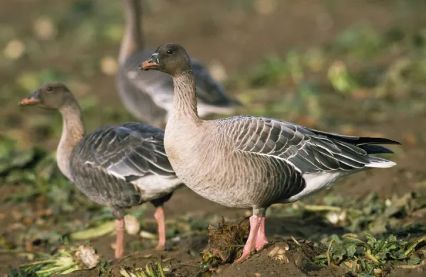 Pink-footed Goose