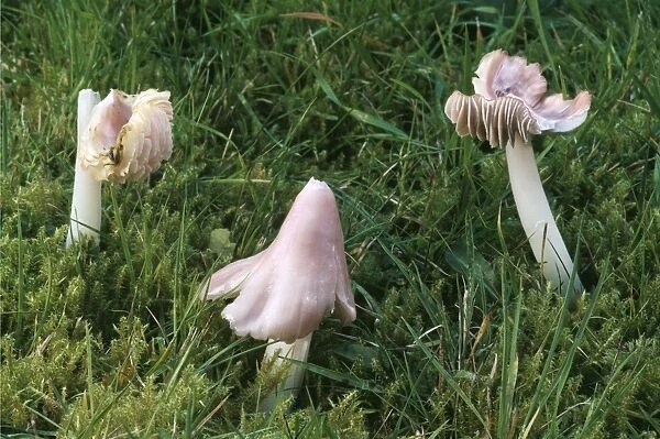 Pink Waxcap Fungi - In old grassland formerly know as Hygrocybe calyptraeformis