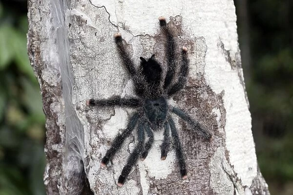 Pinktoe Tarantula - at nest in tree Central Suriname Nature Reserve South America