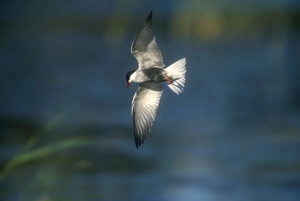 plumaged Whiskered Tern - adult in flight Turkey, May