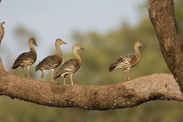 Plumed Whistling-Ducks perched Common in swamps, flooded grasslands, lakes and billabongs across northern Australia and scattered across the eastern half of Australia