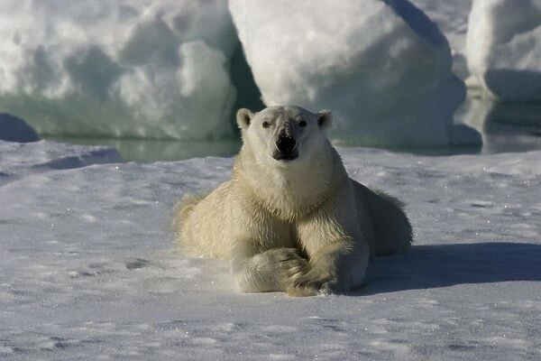 Polar Bear - lying. Spitzbergen. Svalbard