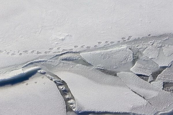 Polar Bear Tracks - on ice - Wapusk National Park - Canada