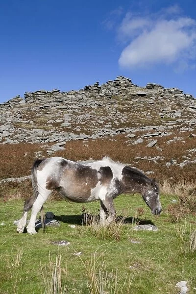 Pony - grazing on Rough Tor, Bodmin Moor, Cornwall, UK