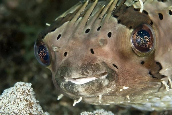 Porcupine Fish - eating Coral - Indonesia