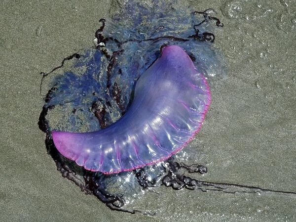 Portuguese Man o War - washed ashore on the beach in Tobago