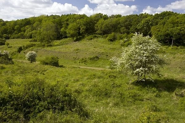 Powerstock Common Nature Reserve - in May - along the old railway line - Dorset - UK