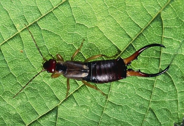 PPG-653. Earwig Male Europe available as Framed Prints, Photos, Wall Art  and Photo Gifts