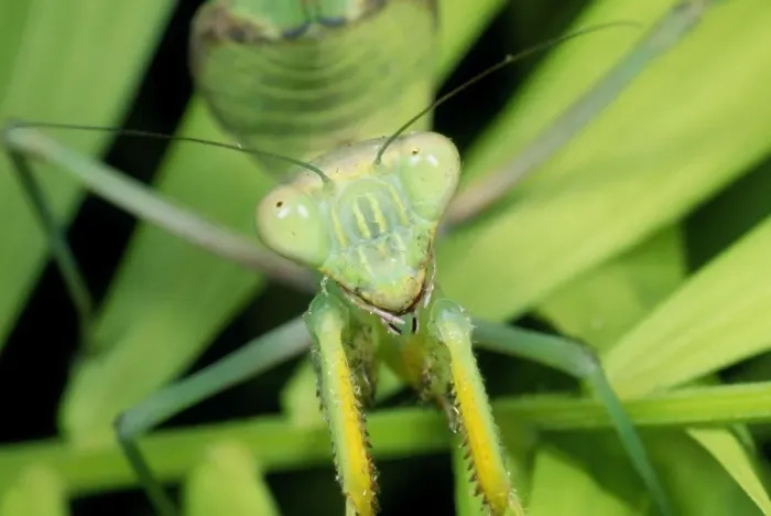 Framed Print : Praying Mantis SPH-105 Print Framed Print : Praying Mantis SPH-105 Print