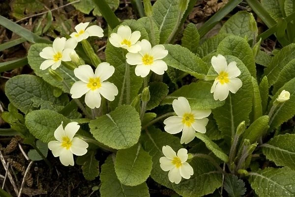 Primroses in spring, Primula vulgaris