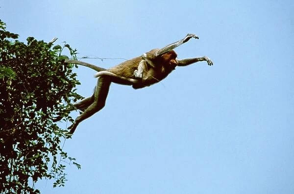 Proboscis Monkey (Nasalis larvatus) female & young jumping from trees, Kinabatangan River, Sabah, Borneo, Malaysia JPF30281