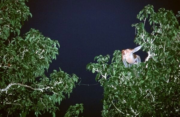 Proboscis Monkey (Nasalis larvatus) male, threat display towards bachelor group at night, Kinabatangan River, Sabah, Borneo, Malaysia JPF30295