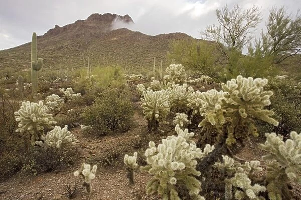 Protected fragment of the Sonoran desert in the Tucson Mountain Park, near Tucson, Arizona