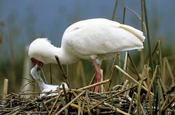 PS-3704. African Spoonbill - feeding chick