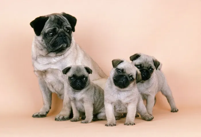 Framed Print : Pug Dog and Puppies Print Framed Print : Pug Dog and Puppies Print