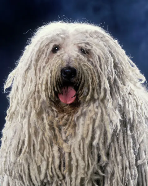 Puli  /  Hungarian Sheepdog - With mouth open