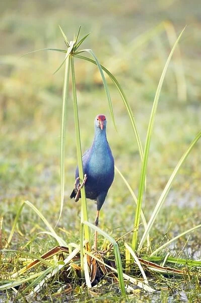 Purple Gallinule - on Papyrus - Keoladeo Ghana National Park - Bharatpur - Rajasthan - India BI018220