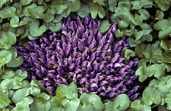 Purple Toothwort