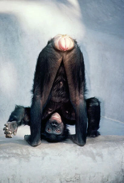 Pygmy  /  Bonobo Chimpanzee - mooning keeper for attention