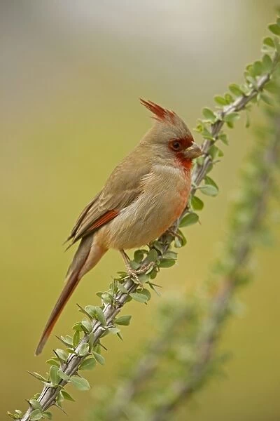 Pyrrhuloxia - Male - On ocotillo - Rose-colored breast and crest suggest a Cardinal but the gray back and yellow bill set it apart - Range is southwest U. S. to central Mexico - Habitat is mesquite-thorn scrub and deserts Arizona