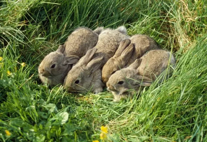 Framed Print : Wild Rabbit Print AP-635 Framed Print : Wild Rabbit Print AP-635