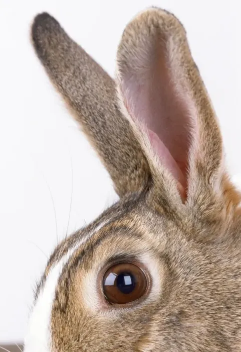 Framed Print : Rabbit Print - Close-up of Ears Framed Print : Rabbit Print - Close-up of Ears