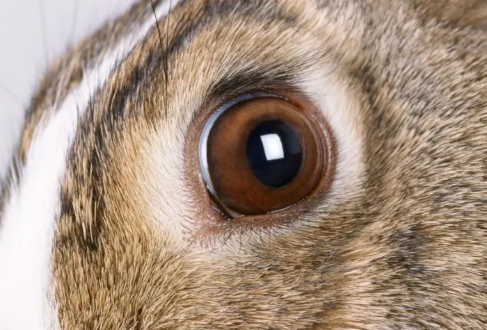 Framed Print : Rabbit Close-up Print Framed Print : Rabbit Close-up Print