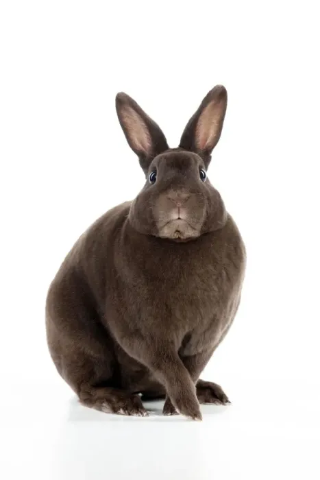 Framed Print : Mini Havana Rex Rabbit Print Framed Print : Mini Havana Rex Rabbit Print