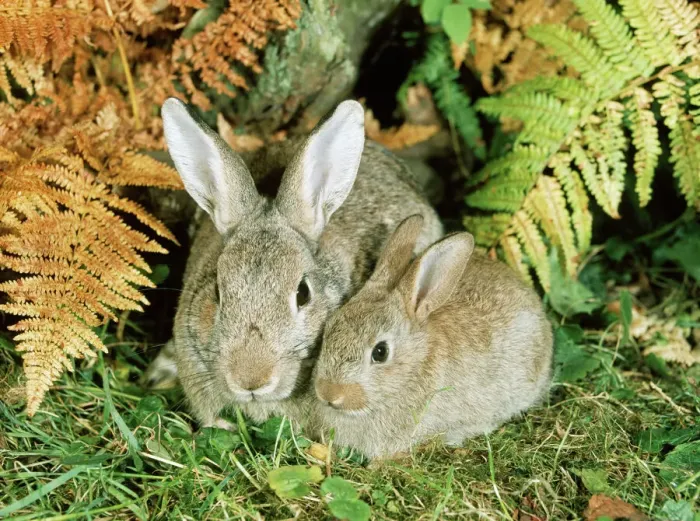 Framed Print : Rabbit Parent and Young Print Framed Print : Rabbit Parent and Young Print