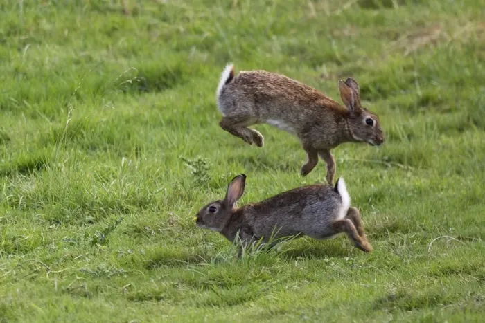 Framed Print : Rabbits Mating Behaviour Print Framed Print : Rabbits Mating Behaviour Print