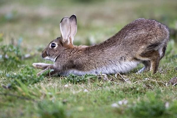 Rabbits - stretching. France