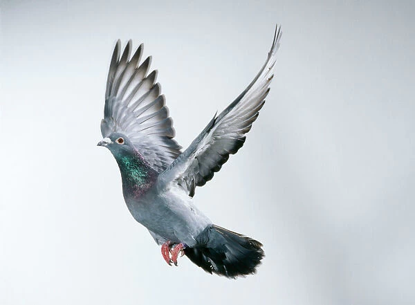 Racing  /  Carrier Pigeon