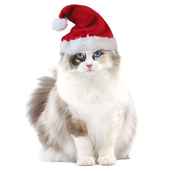 Ragdoll Cat - 10 month old kitten wearing Christmas hat