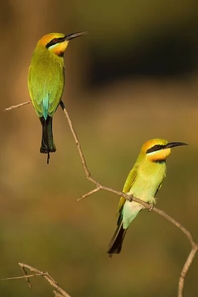 Rainbow Bee-eater - two adults sitting on perch watching for insects to come by. This bird is one of Australias most colourful birds - Northern Territory