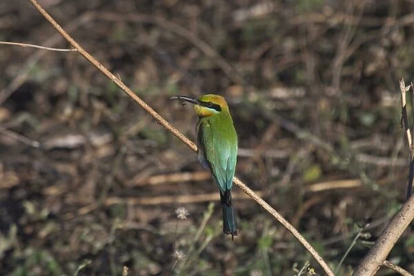 Rainbow Bee-eater - With bee. At Kununurra, Western Australia. Found throughout Australia. Southern birds have migrated from the north for the summer. Breeds in the north of australia where they are permanent residents