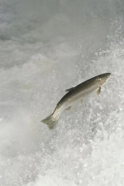 Rainbow Trout  /  Steelhead - jumping falls on Pacific Northwest river on migration to spawning bed. Steelhead are rainbow trout that have gone to the ocean for several years. Steelhead are now classified as salmon. LX166