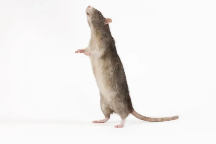 Framed Print : Rat in Studio Print Framed Print : Rat in Studio Print