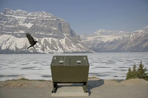 Raven - in flight - looking for food around rubbish bin - Canadian Rocky Mountains - Alberta, Canada BI018586