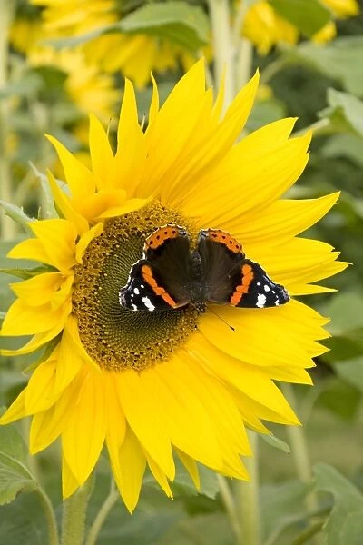 Red Admiral Butterfly on Sunflower. UK