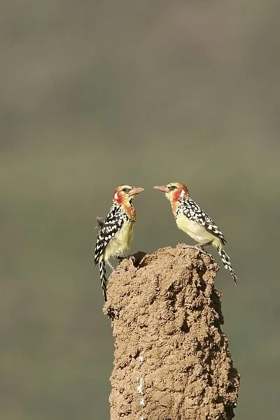 Red-and-Yellow Barbet - pair at nest built in termite mound chimney. Kenya - Africa