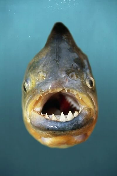 Red-Bellied Piranha Fish Our beautiful pictures are available as