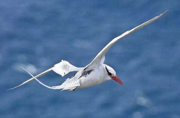 Red-billed Tropicbird in flight by offshore island, Tobago