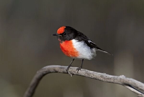 Red-capped Robin - near Mt Liebig - Northern Territory - Australia