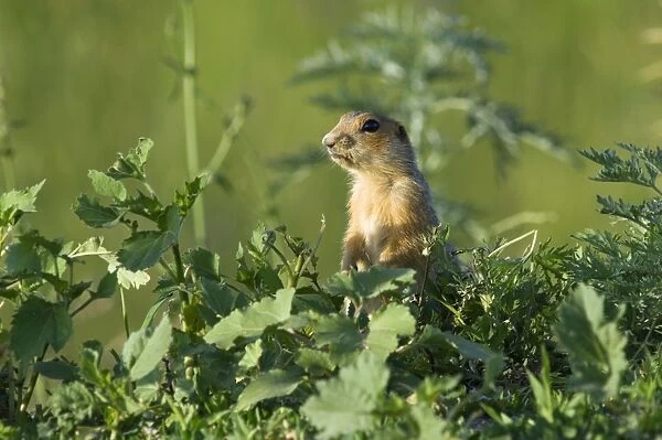 Red-cheeked Souslik - adult - typical posture - observes surroundings while feeding on corn, lost during transportation - side of country road - typical in steppes of Orenburg region - South Russia - June. Ku41. 2162