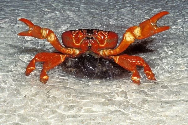 Red Crab (A land crab) - Spawning in the surf at night - December - Christmas Island - Indian Ocean (Australian Territory) JPF34967