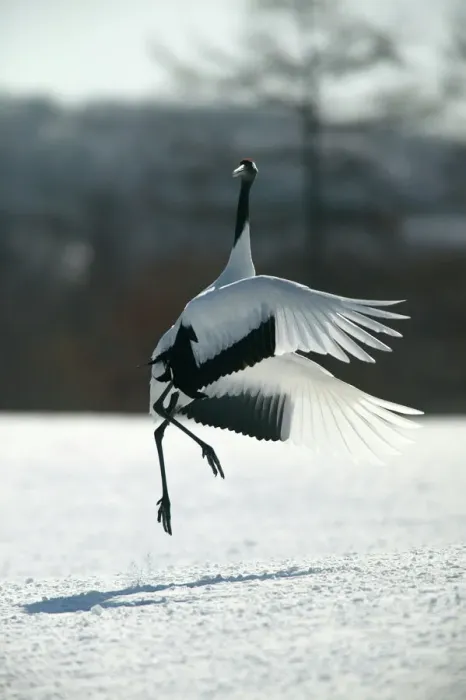 Framed Print : Red-crowned Crane Print - Hokkaido, Japan Framed Print : Red-crowned Crane Print - Hokkaido, Japan