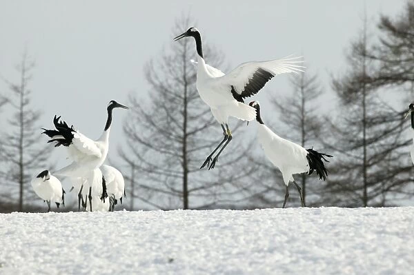 Red-crowned Cranes - displaying Hokkaido, Japan