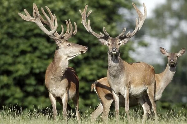 Red Deer - two stags in velvet and a hind - Lower Saxony - Germany