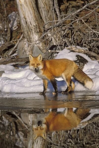 Red Fox - along edge of freezing lake, November. Sometimes a puddle of melt water would form on the surface of the lake ice and that is what the fox is reflecting in